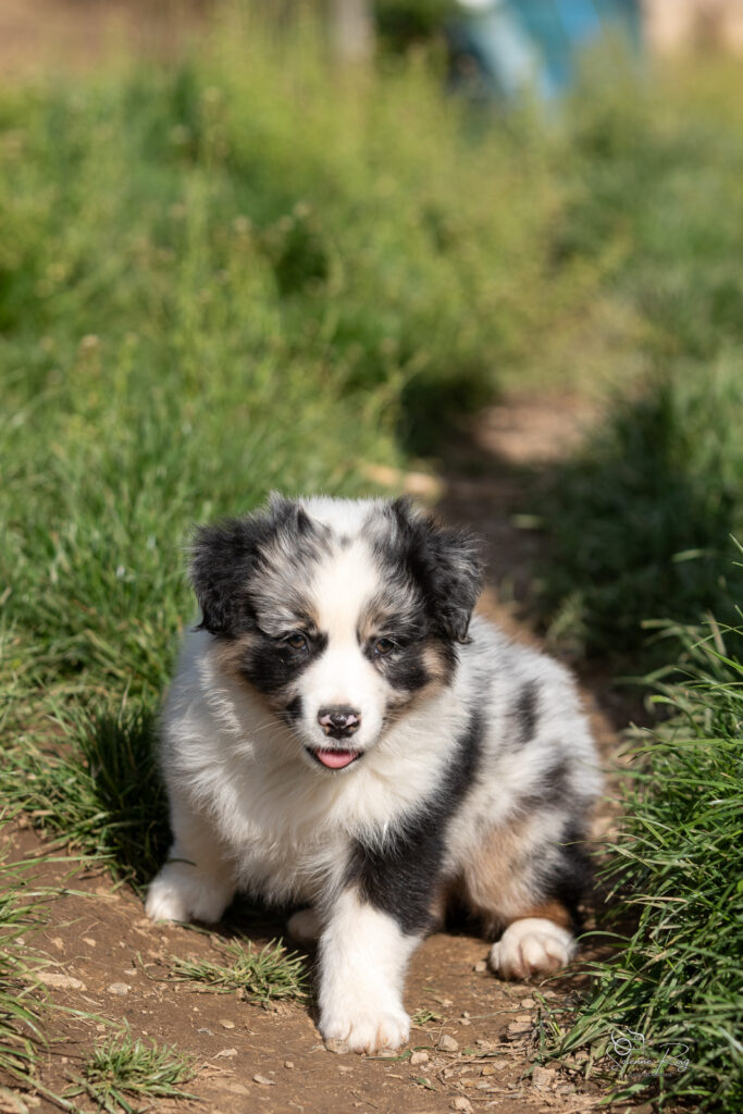 Chiot berger australien bleu merle 7 semaines
