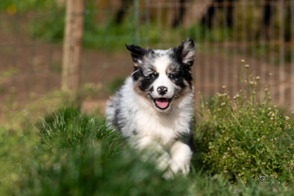Chiot berger australien bleu merle 7 semaines