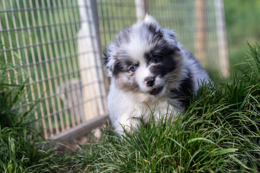 Chiot berger australien bleu merle 7 semaines