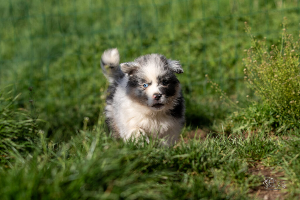 Chiot berger australien bleu merle 7 semaines