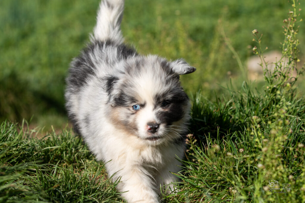 Chiot berger australien bleu merle 7 semaines