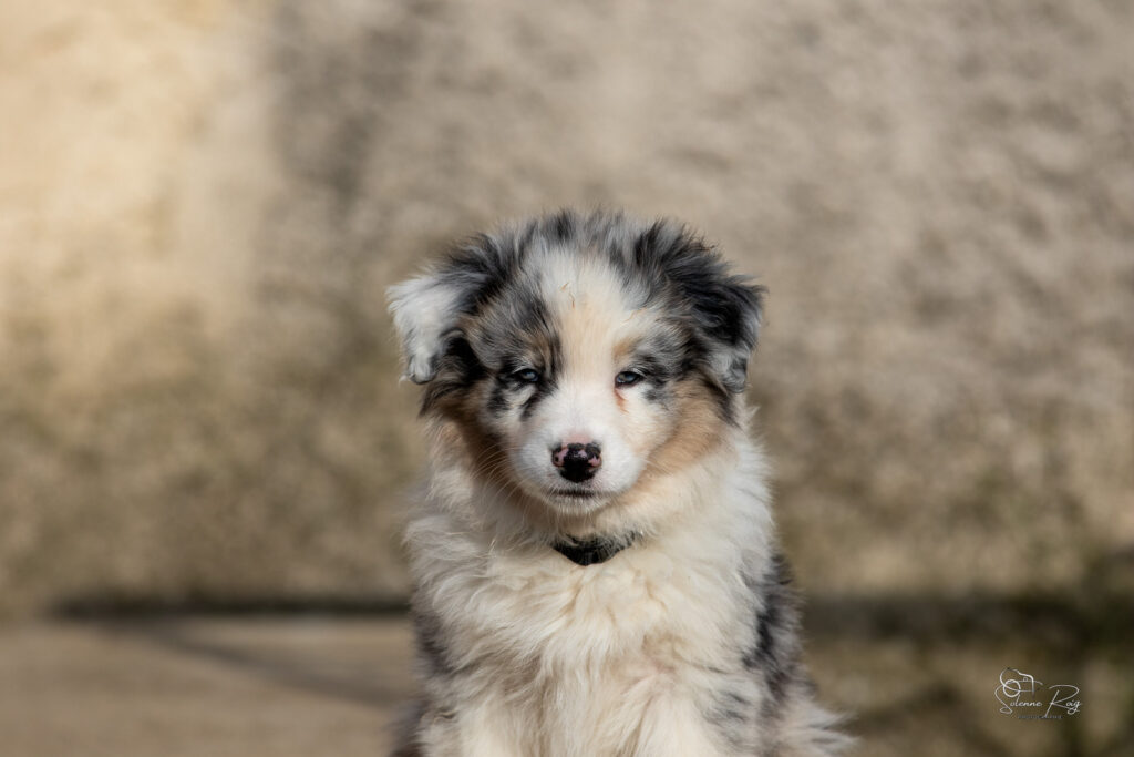 Chiot berger australien bleu merle 7 semaines