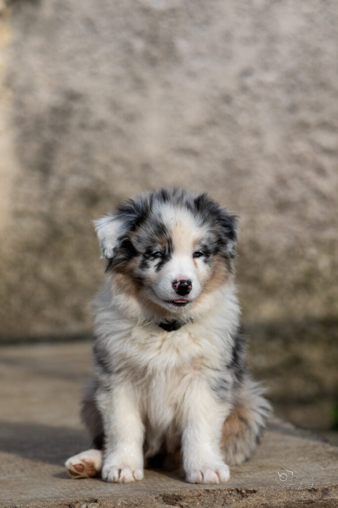 Chiot berger australien bleu merle 7 semaines