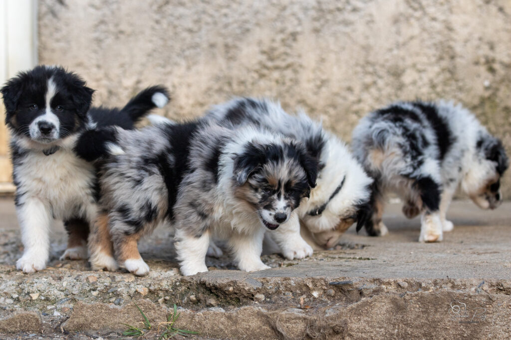 Chiot berger australien bleu merle et noir tricolore 7 semaines