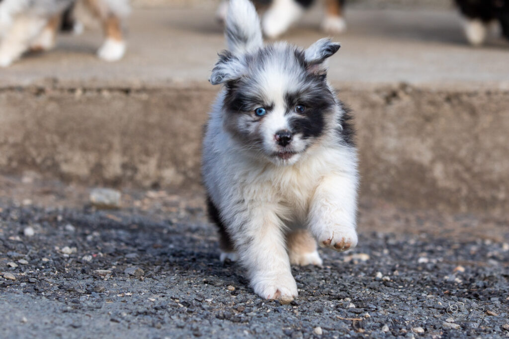 Chiot berger australien bleu merle 7 semaines