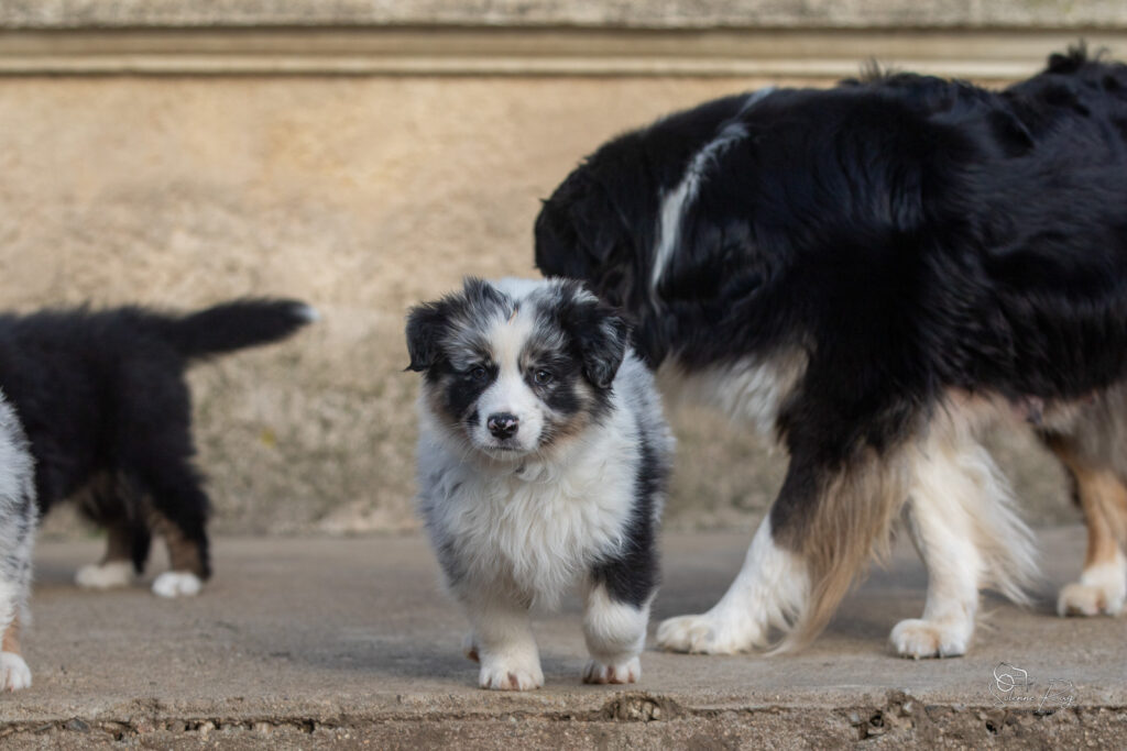 Chiot berger australien bleu merle 7 semaines