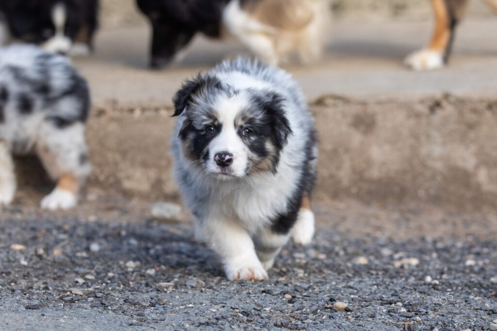 Chiot berger australien bleu merle 7 semaines
