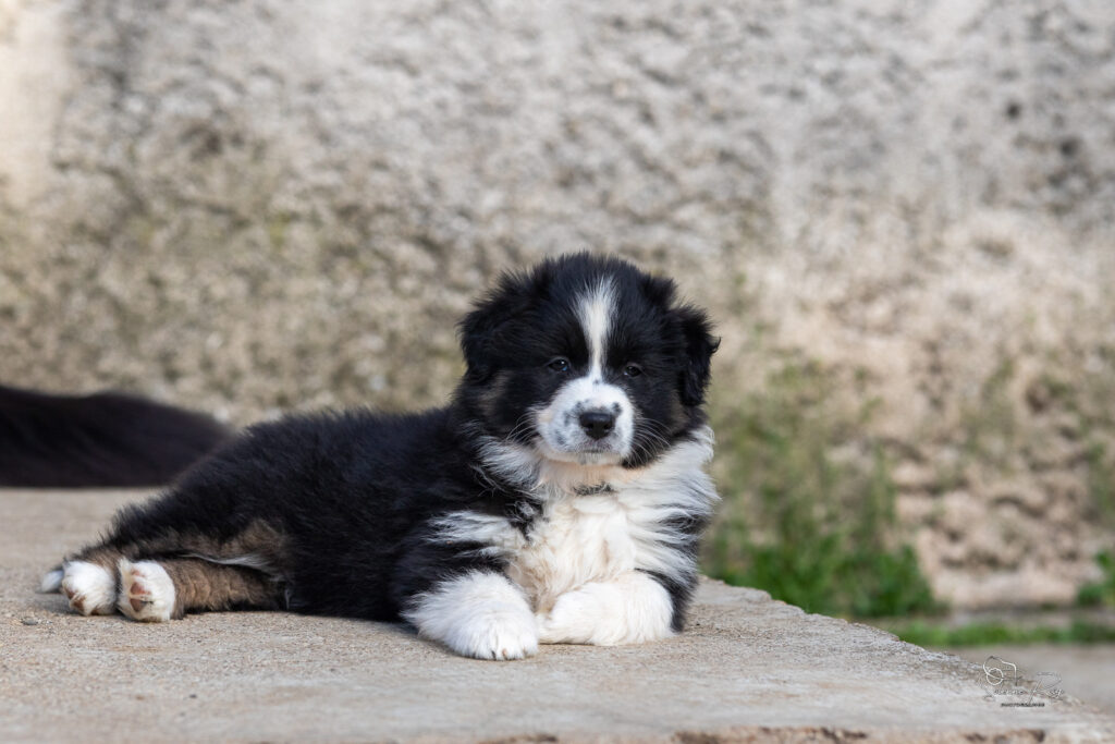 Chiot berger australien noir tricolore 7 semaines