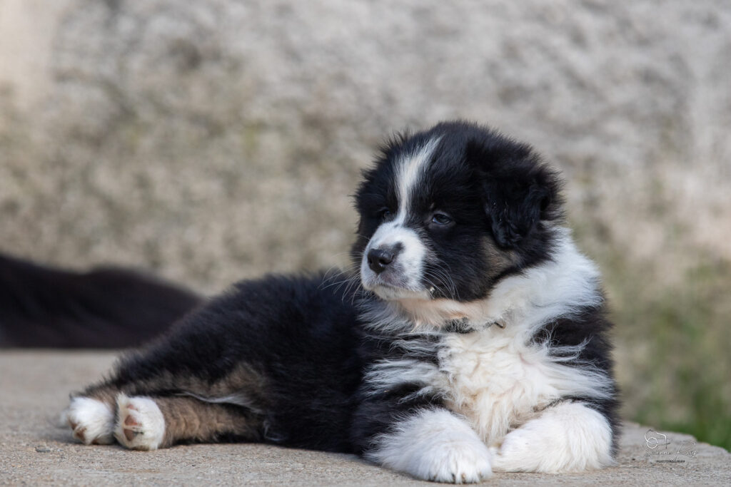 Chiot berger australien noir tricolore 7 semaines