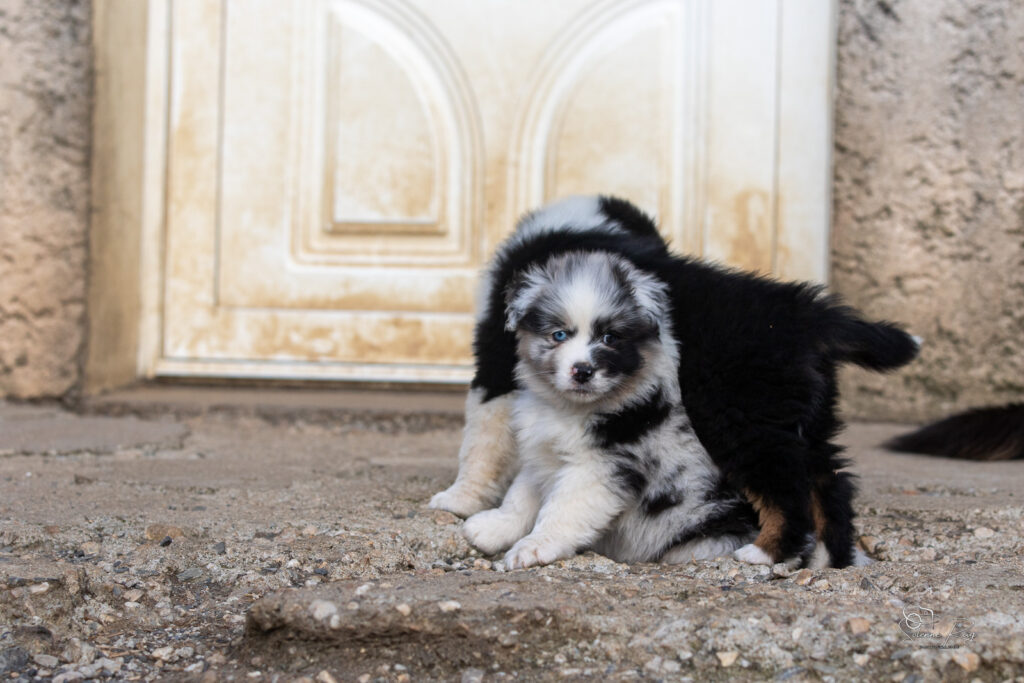 Chiot berger australien bleu merle 7 semaines