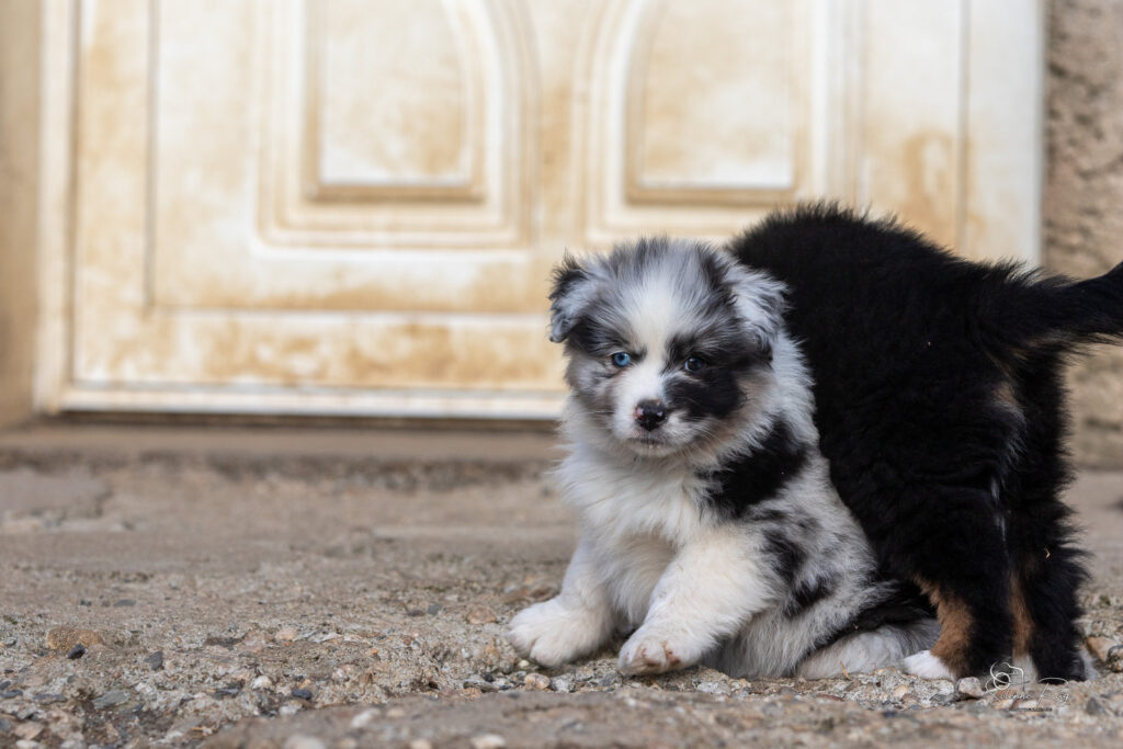 Chiot berger australien bleu merle 7 semaines