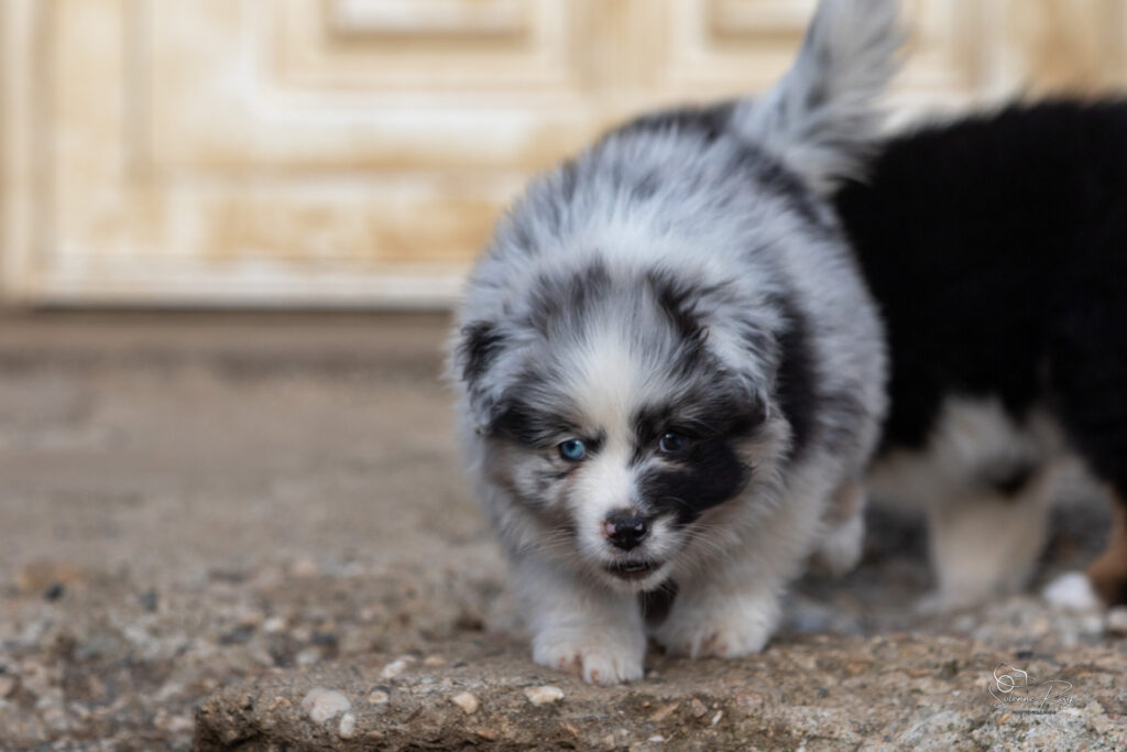 Chiot berger australien bleu merle 7 semaines