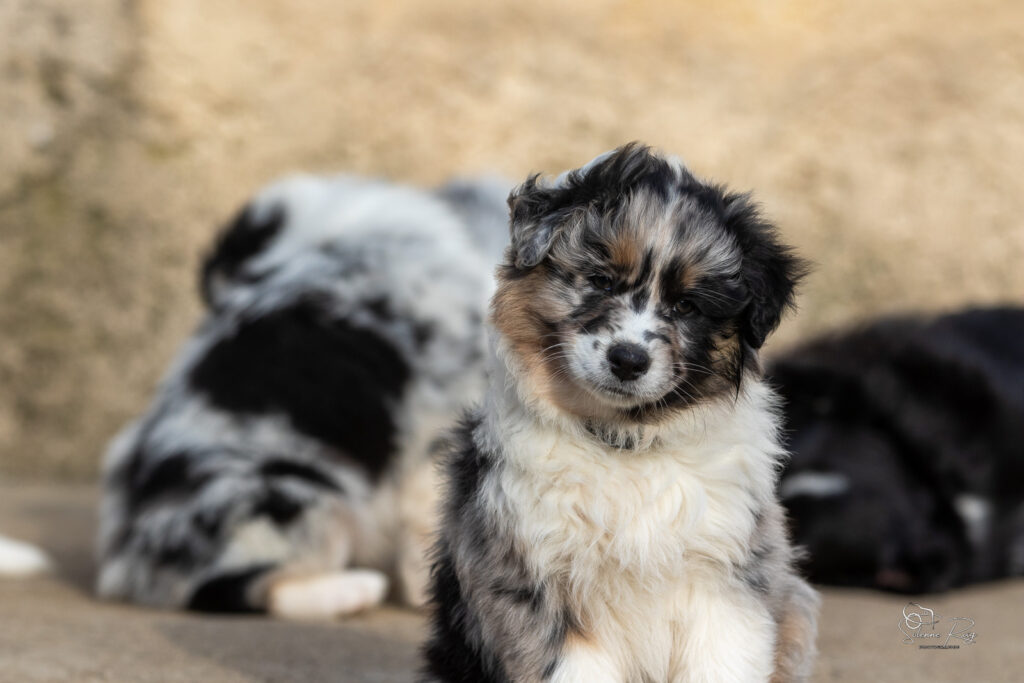 Chiot berger australien bleu merle 7 semaines