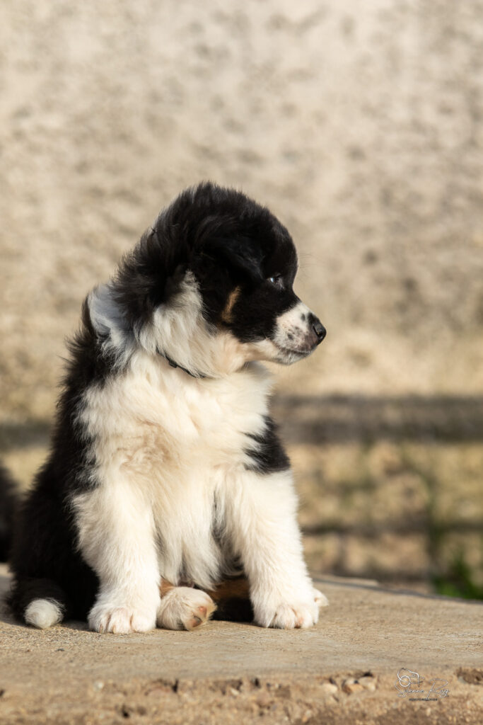 Chiot berger australien noir tricolore 7 semaines