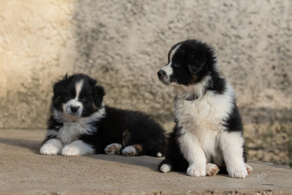 Chiot berger australien noir tricolore 7 semaines