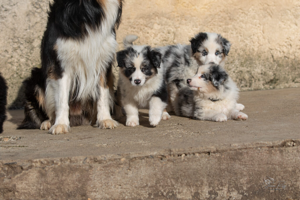 Chiot berger australien bleu merle 7 semaines