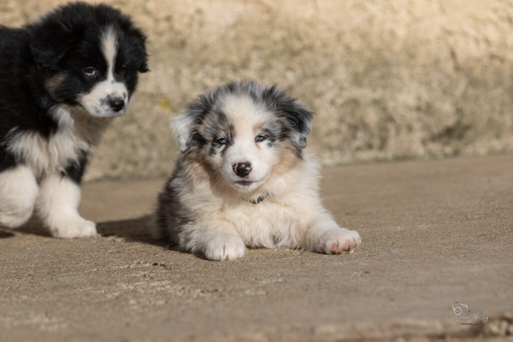 Chiot berger australien bleu merle 7 semaines