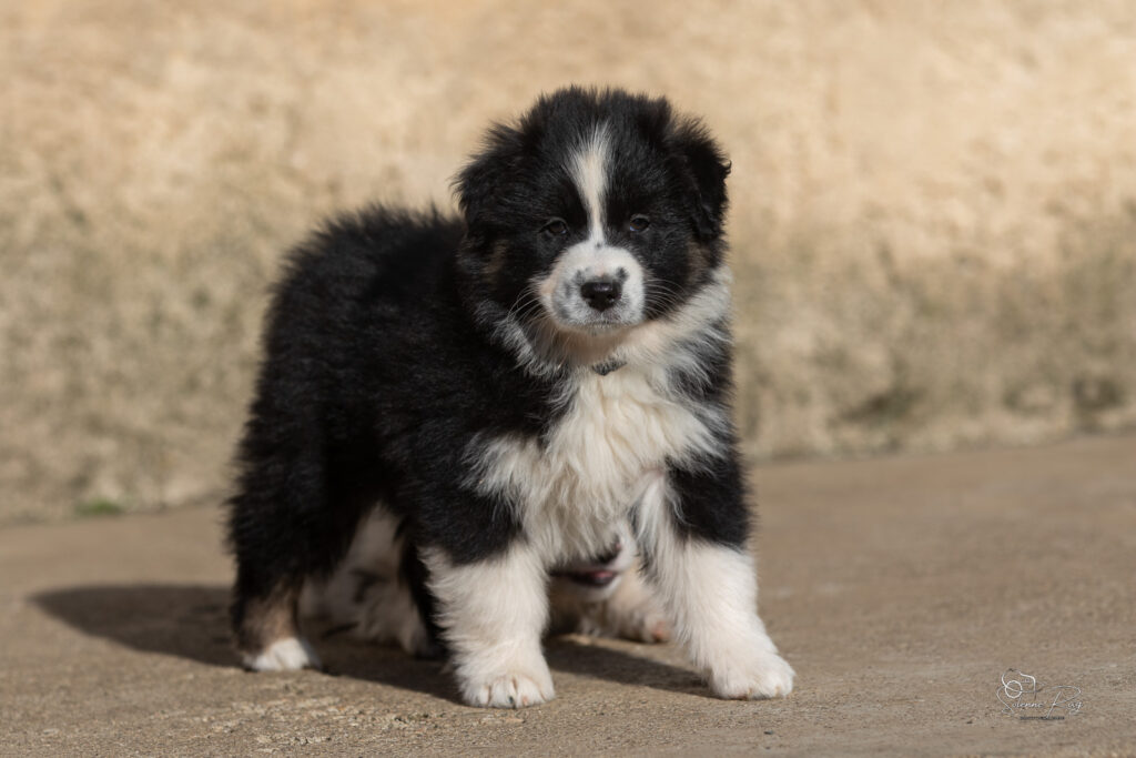 Chiot berger australien noir tricolore 7 semaines