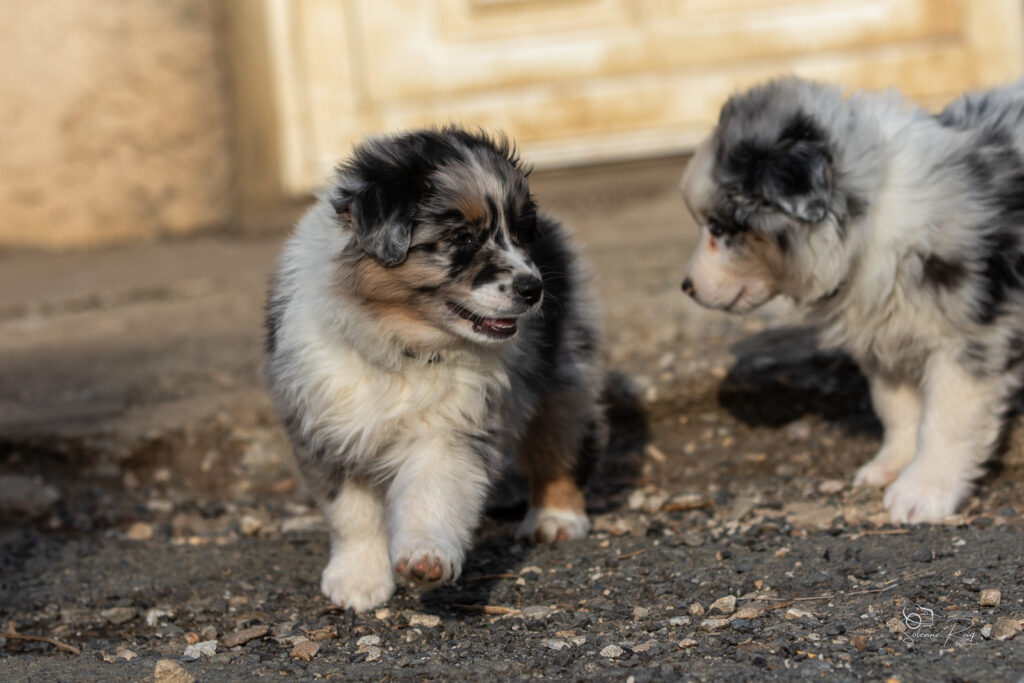 Chiot berger australien bleu merle 7 semaines