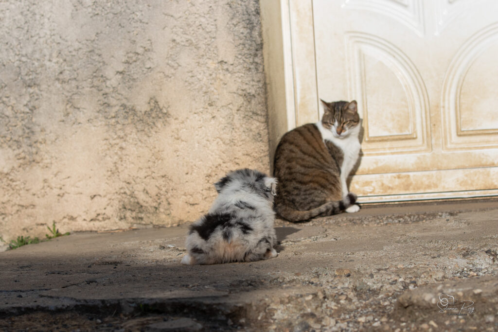 Chiot berger australien bleu merle avec le chat