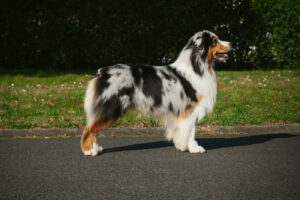 chien berger australien mâle bleu merle en statique Kodaline Thunderbirds "Scott"
