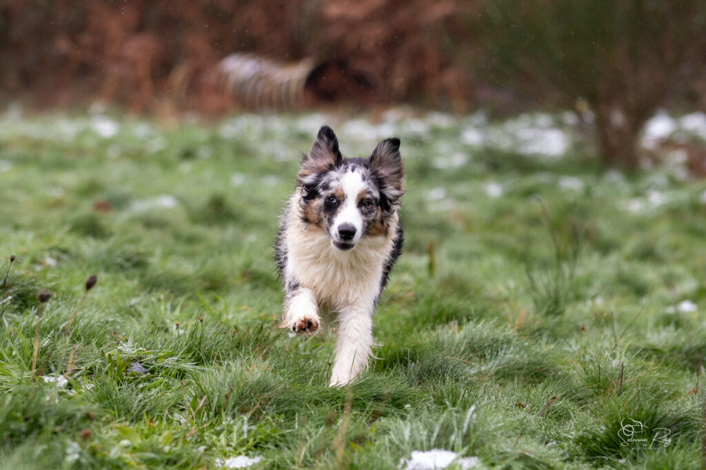 Another brick in the Wall of Sipawaban "Pink" berger australien femelle bleu merle LOF