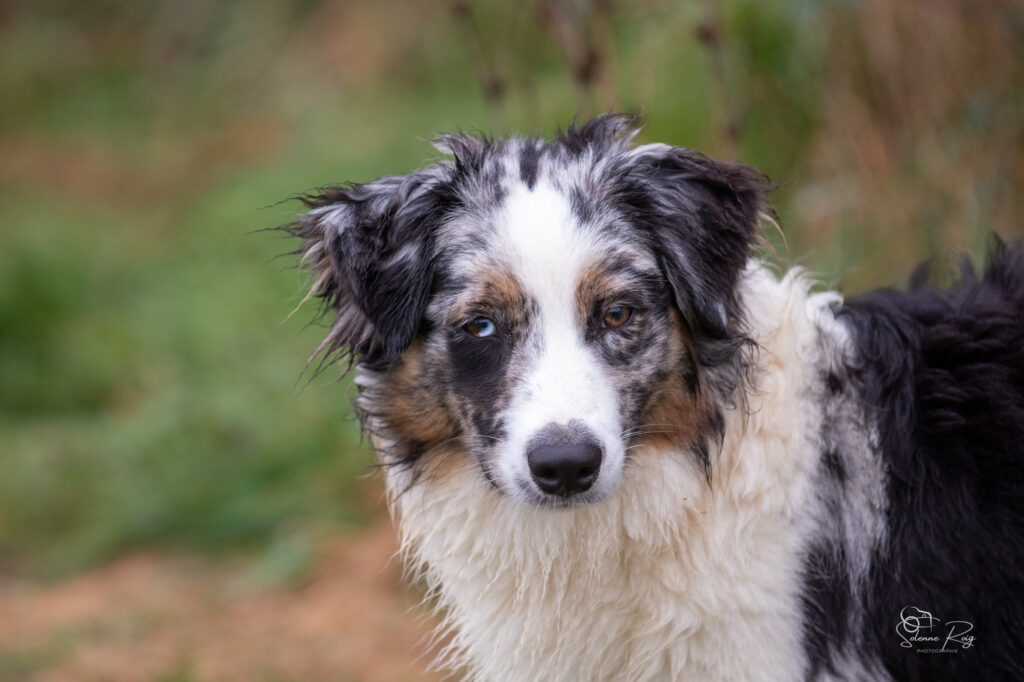 Another brick in the Wall of Sipawaban "Pink" berger australien femelle bleu merle