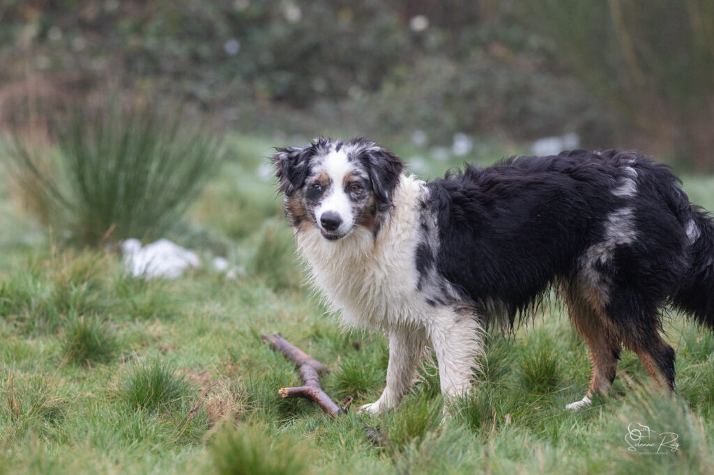 Another brick in the Wall of Sipawaban "Pink" berger australien femelle bleu merle LOF