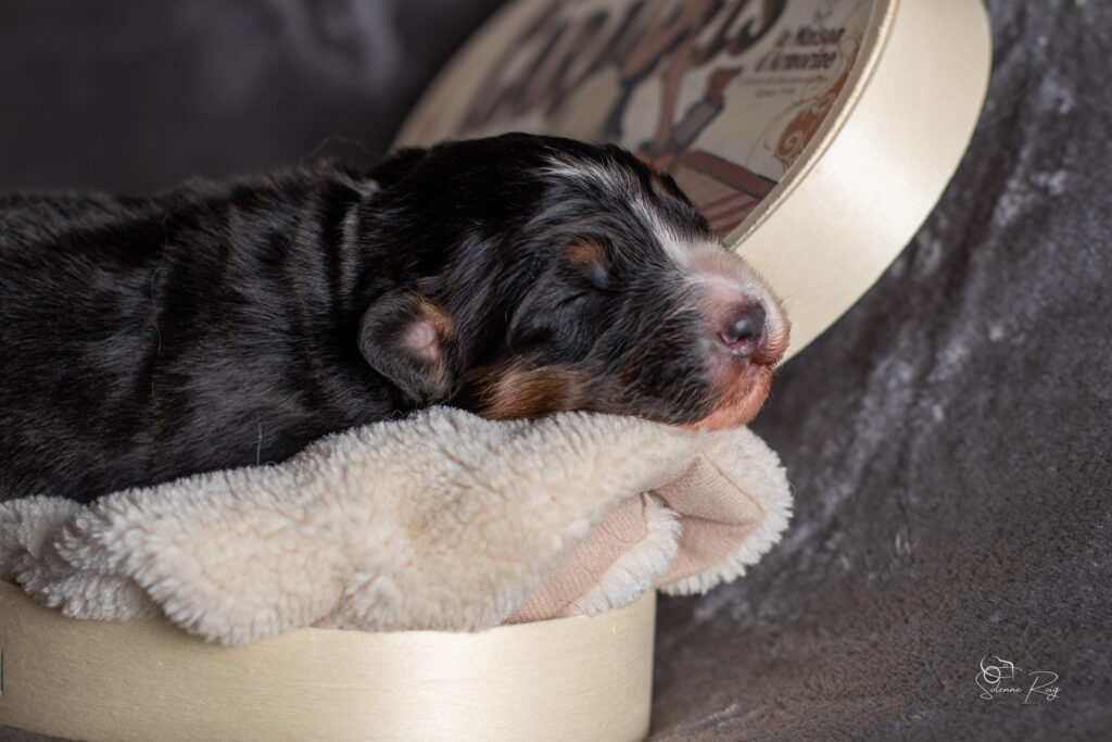 2026-CHIOTS-BERGER-AUSTRALIEN-SCOTT-CHILI-7JOURS-1261