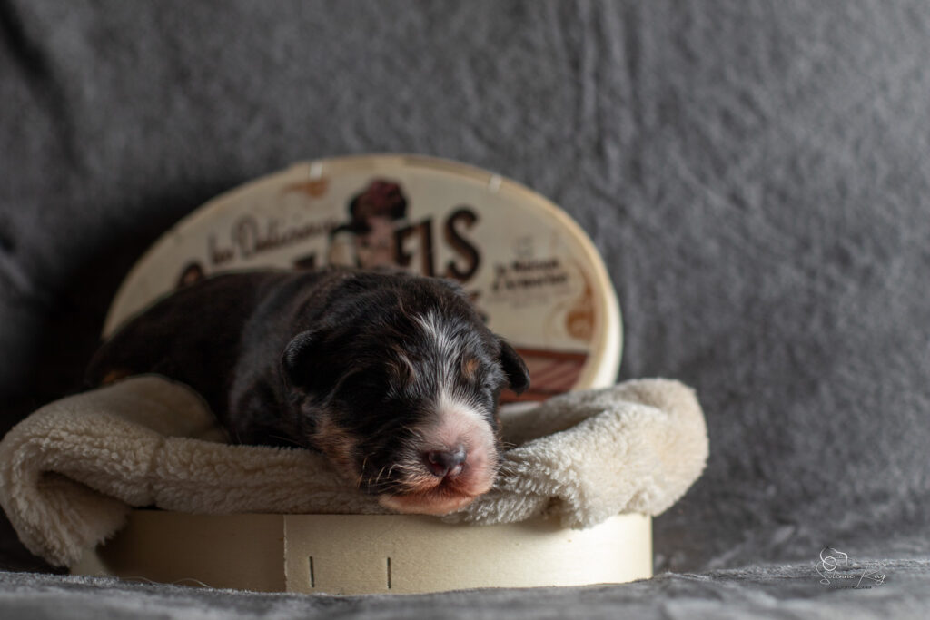2026-CHIOTS-BERGER-AUSTRALIEN-SCOTT-CHILI-7JOURS-1264