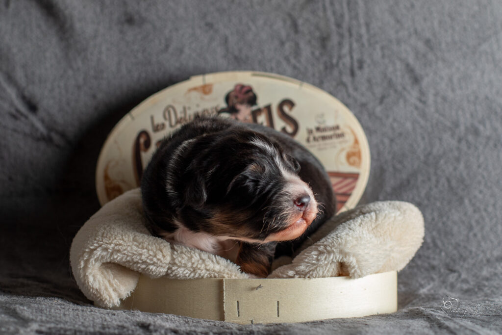 2026-CHIOTS-BERGER-AUSTRALIEN-SCOTT-CHILI-7JOURS-1276