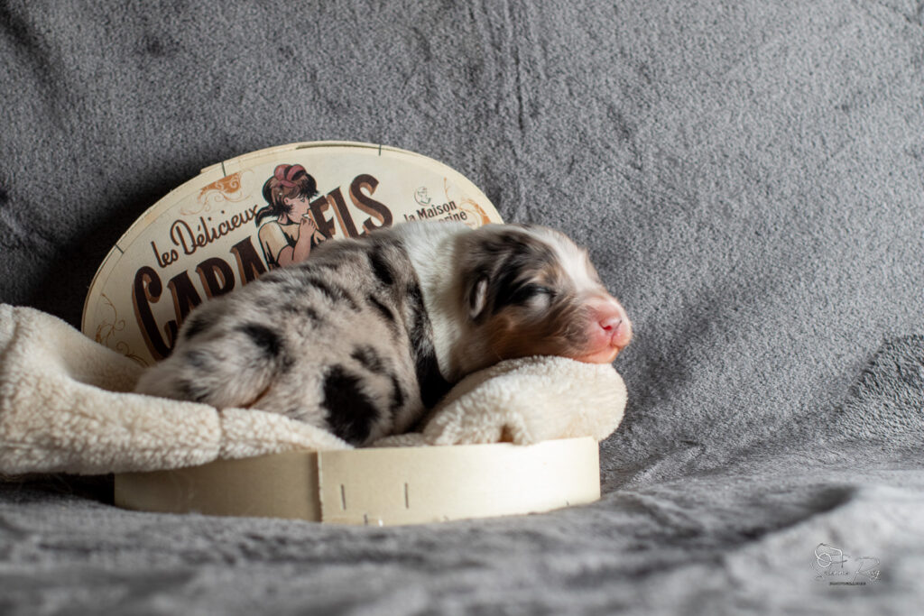2026-CHIOTS-BERGER-AUSTRALIEN-SCOTT-CHILI-7JOURS-1279