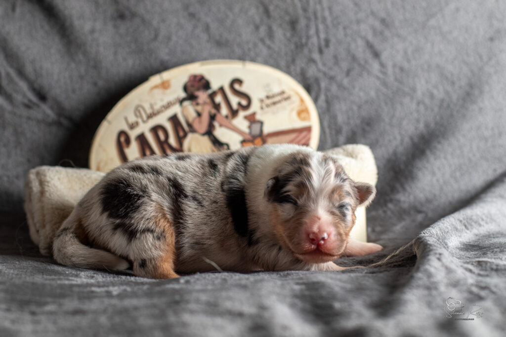 2026-CHIOTS-BERGER-AUSTRALIEN-SCOTT-CHILI-7JOURS-1284
