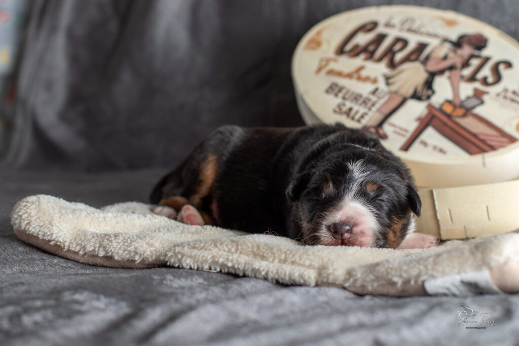 2026-CHIOTS-BERGER-AUSTRALIEN-SCOTT-CHILI-7JOURS-1288