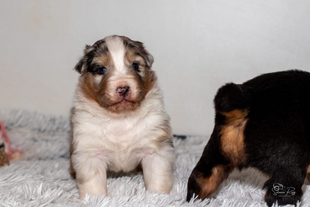 2026-berger-australien-chiots-chili-pepper-3s-11j-1354