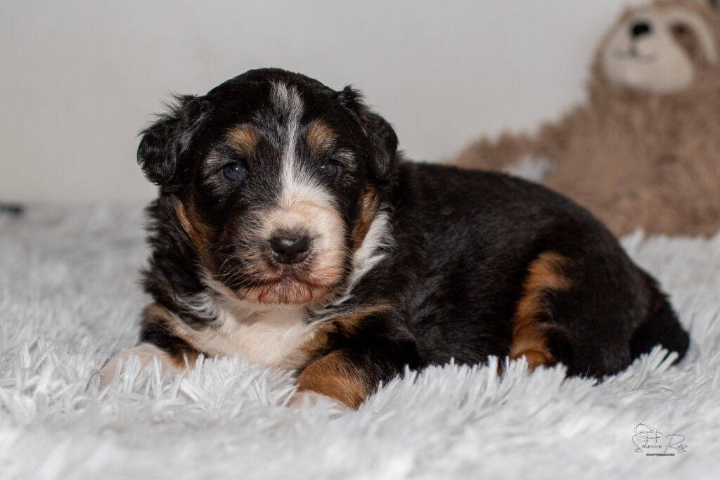 2026-berger-australien-chiots-chili-pepper-3s-11j-1362