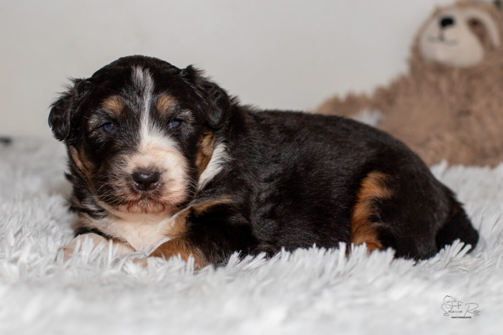 2026-berger-australien-chiots-chili-pepper-3s-11j-1366