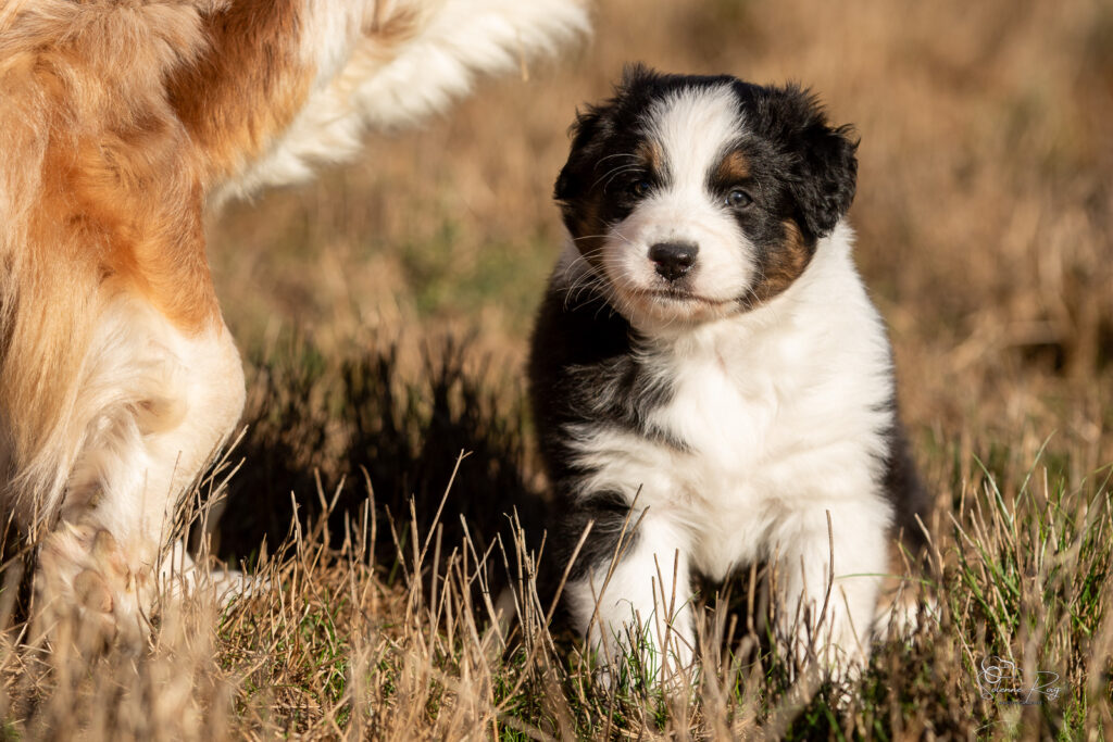 chiot berger australien noir tricolore 5 semaines