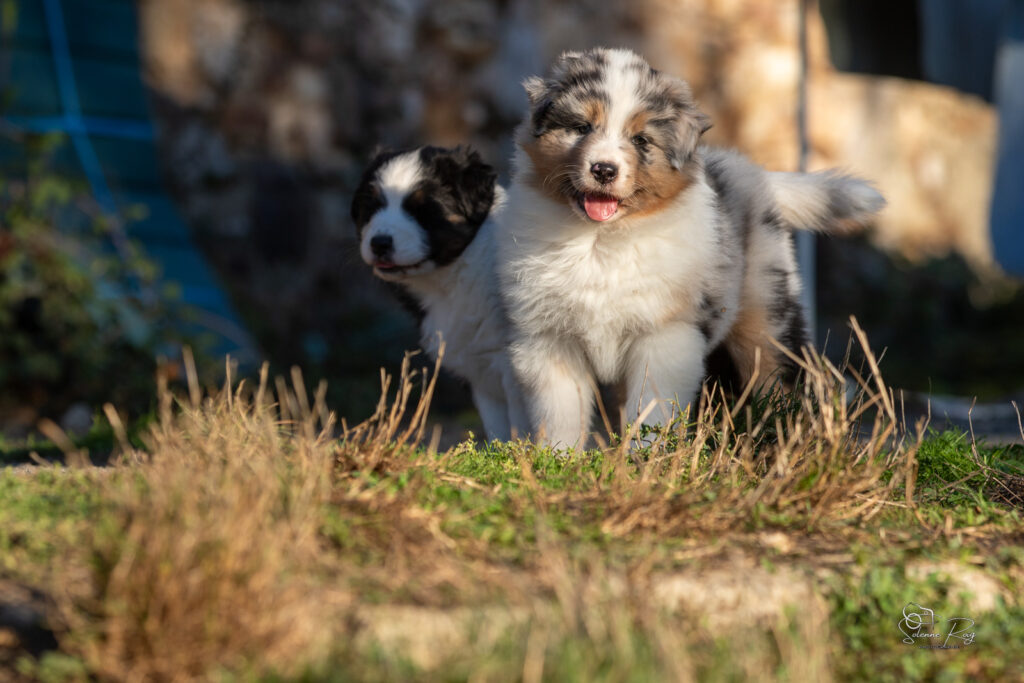 chiot berger australien bleu merle 6.5 semaines