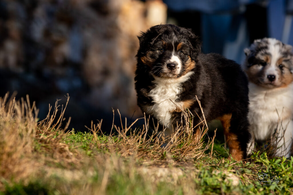 chiot berger australien noir tricolore 6.5 semaines