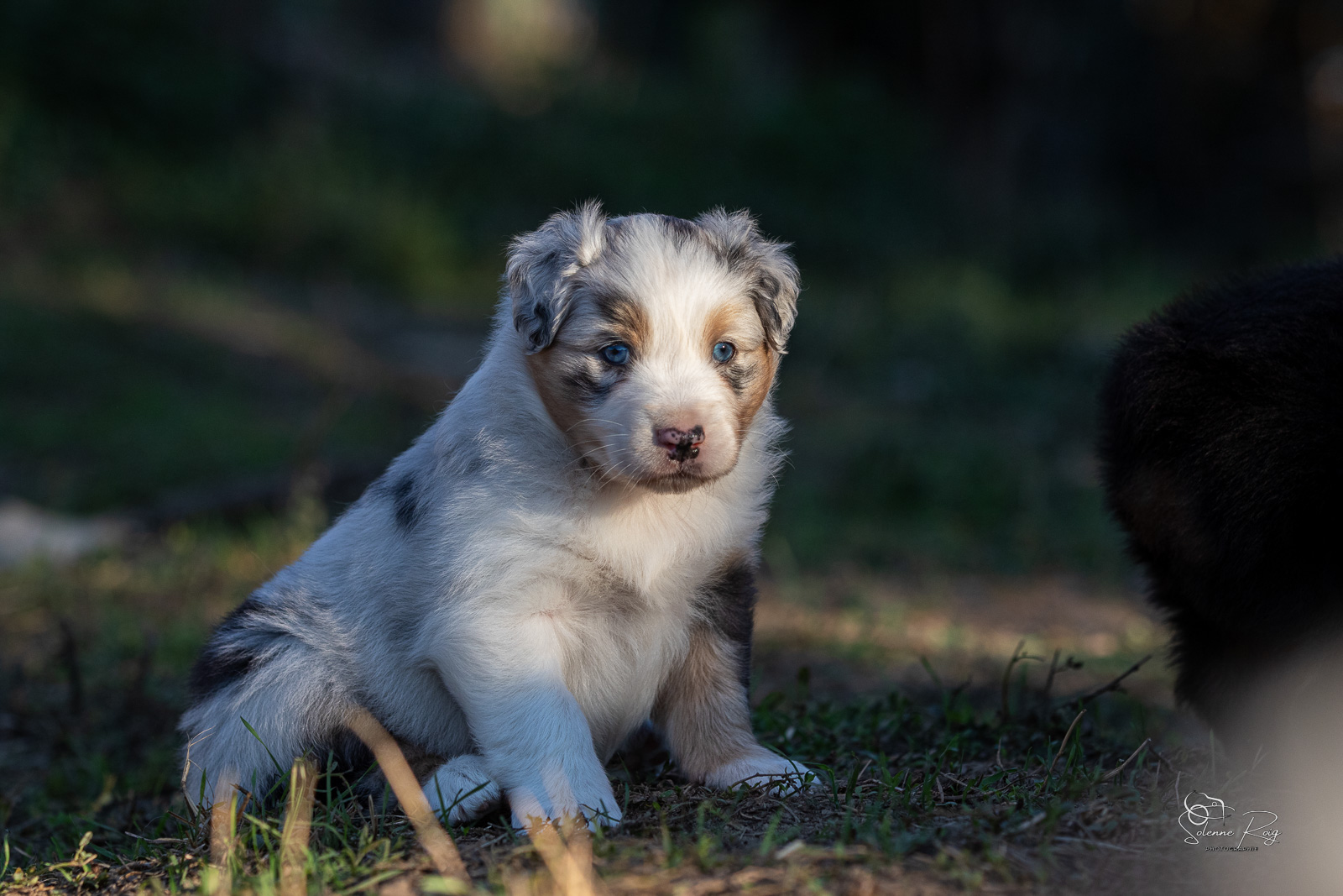 chiot berger australien bleu merle 5 semaines