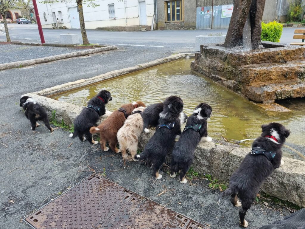 chiots berger australien découvrent le village - socialisation du chiot