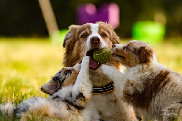 chien berger australien adulte jouant avec des chiots berger australien de 7 semaines bleu merle et rouge merle